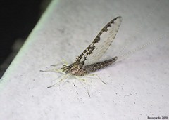 Callibaetis ferrugineus ferrugineus