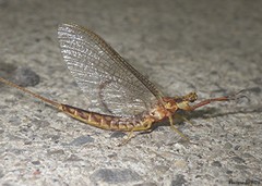 Hexagenia bilineata