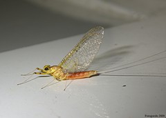 Stenacron interpunctatum interpunctatum