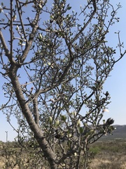 Malacomeles denticulata