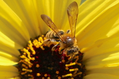 Euandrena