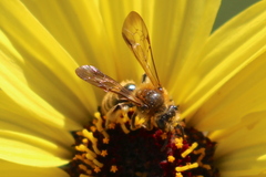 Euandrena