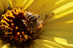Euandrena