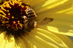 Euandrena