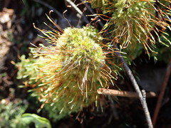 Herzogiella seligeri