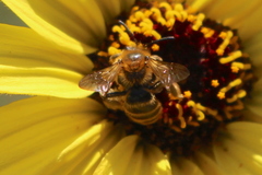 Euandrena