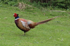 Phasianus colchicus