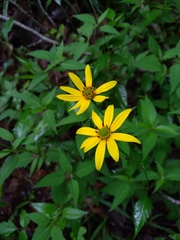 Heliopsis gracilis