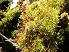 Herzogiella seligeri