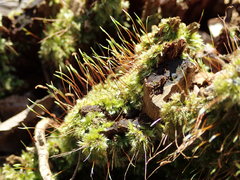 Herzogiella seligeri