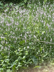 Physostegia pulchella