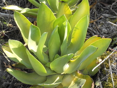 Agave mitis