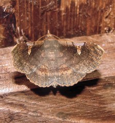 Azeta repugnalis