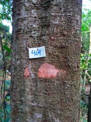 Machaerium isadelphum