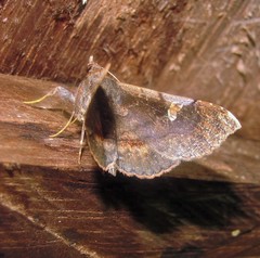 Azeta repugnalis