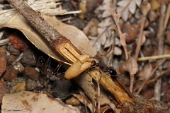 Myrmecia regularis
