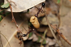 Myrmecia regularis