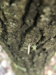 Anopheles punctipennis