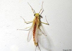 Stenacron interpunctatum interpunctatum