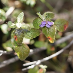 Tremandra stelligera