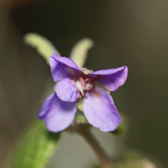 Tremandra stelligera