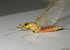 Stenacron interpunctatum interpunctatum