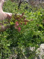 Fumaria officinalis