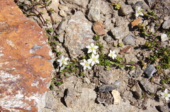 Arenaria biflora