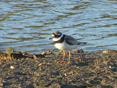 Charadrius hiaticula