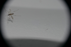 Aedes albifasciatus