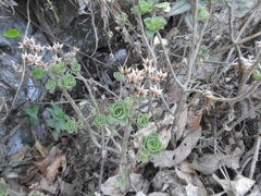 Sedum retusum