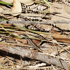 Ctenotus labillardieri