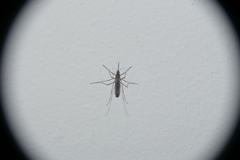 Aedes albifasciatus