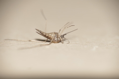 Aedes albifasciatus