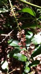 Guarea macrophylla