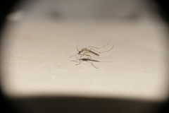 Aedes albifasciatus