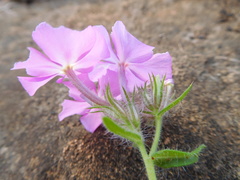 Phlox drummondii