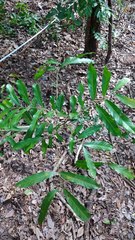 Guarea macrophylla
