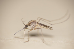 Aedes albifasciatus