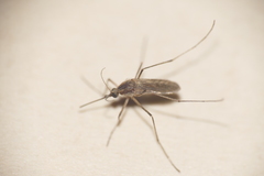 Aedes albifasciatus