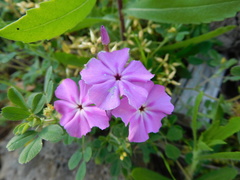 Phlox drummondii