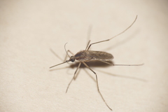 Aedes albifasciatus