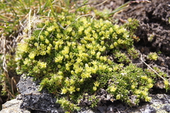 Cherleria sedoides