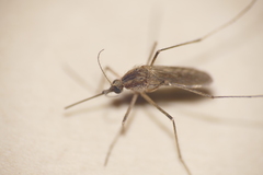 Aedes albifasciatus