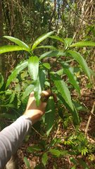 Tabernaemontana catharinensis