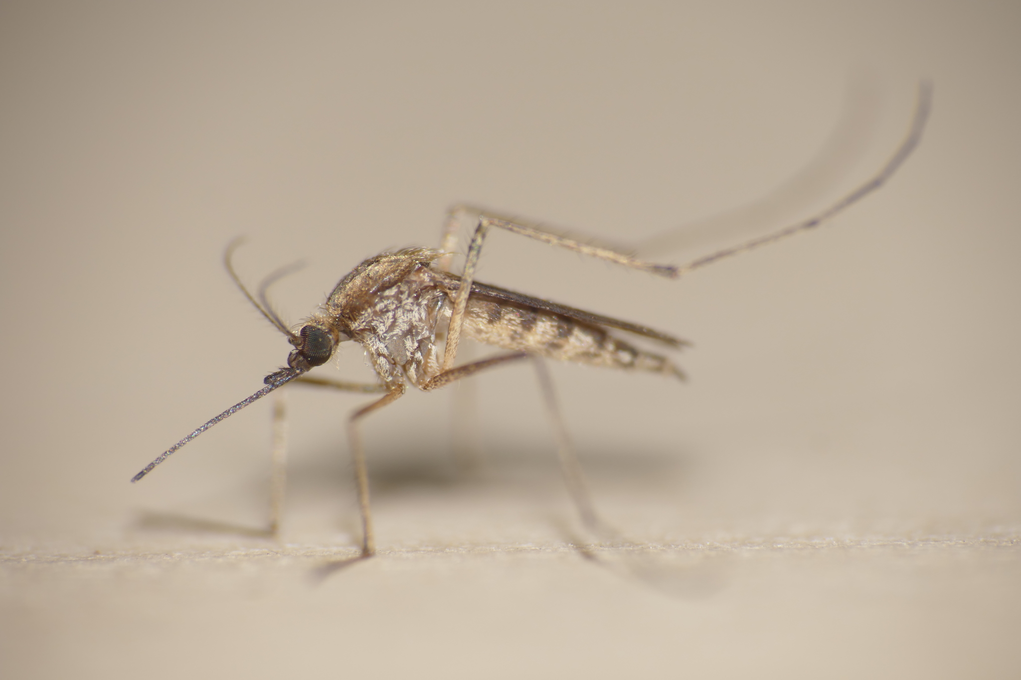 Mosquito Charquero (Aedes albifasciatus) · ArgentiNat