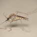 Aedes albifasciatus - Photo (c) Gustavo Fernando Durán,  זכויות יוצרים חלקיות (CC BY-NC-SA), הועלה על ידי Gustavo Fernando Durán