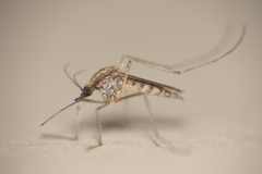 Aedes albifasciatus