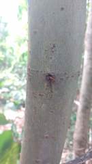 Triplaris americana