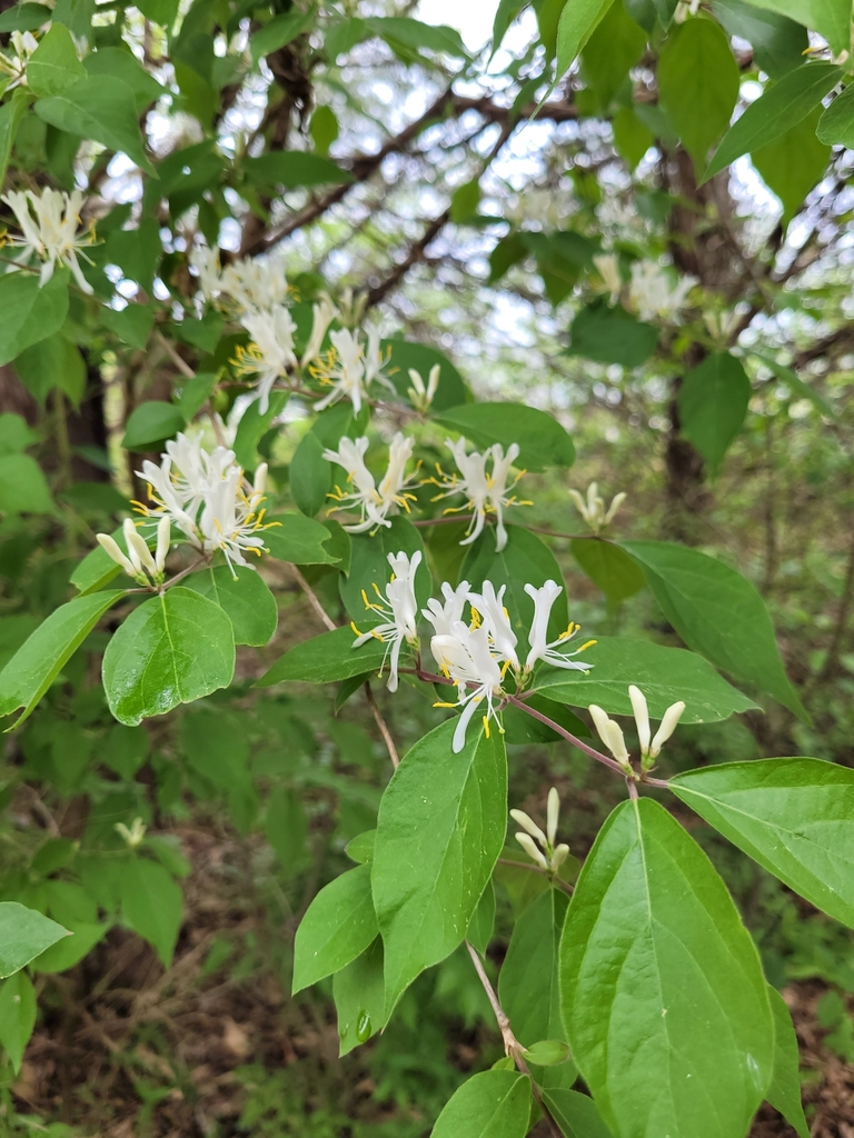 Amur honeysuckle from Murfreesboro, TN 37129, USA on April 17, 2021 at ...